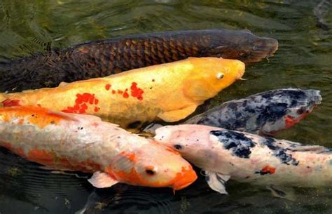 鯉魚要養幾隻|「深度解析」錦鯉魚養幾條最招財？根據錦鯉不同條數。